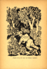 Afbeeldingen van De erewimpel, roman van een scout. Omslag en illustraties Jan Flameng