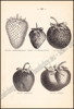 Afbeeldingen van Volledig handboek over groententeelt inbegrepen de broeierij onder glas en de teelt voor handel en uitvoer