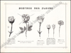 Afbeeldingen van Album du Fleuriste
