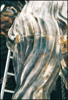 Picture of Luk Van Soom : L'Homme de l'atlantide