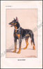Picture of Le Dressage du chien pour la garde et la défense