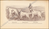 Afbeeldingen van Le Laverack Setter