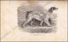 Afbeeldingen van Le Laverack Setter