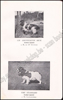Image de Le Sporting Spaniel, suivi d'une étude sur le Cocker et les Auteurs contemporains