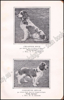 Image de Le Sporting Spaniel, suivi d'une étude sur le Cocker et les Auteurs contemporains