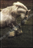 Image de Pride of the Shires. The Story of the Whitbread Horses