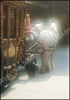 Image de Pride of the Shires. The Story of the Whitbread Horses