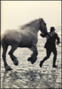 Image de Pride of the Shires. The Story of the Whitbread Horses
