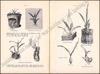 Image de Die Orchideen und ihre Kultur im Zimmer